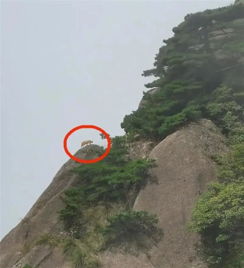 Awkward! Tourists take photos of the rare animal clouded leopard in Mount Huangshan? Experts' preliminary judgment: it's a big orange cat scenic spot | Mount Huangshan Mountain | rare animals