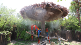 Despite being afraid of the heat, the "hairy child" remained calm, and Shanghai issued its first high-temperature orange warning signal of the year. Every time I arrive at Shanghai Zoo, there is a warning