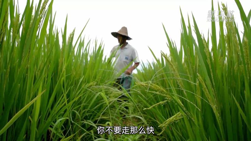 "Ganfen": Jianning County, Fujian | Hengfeng County, Shangrao City, Jiangxi Province | Seed Production