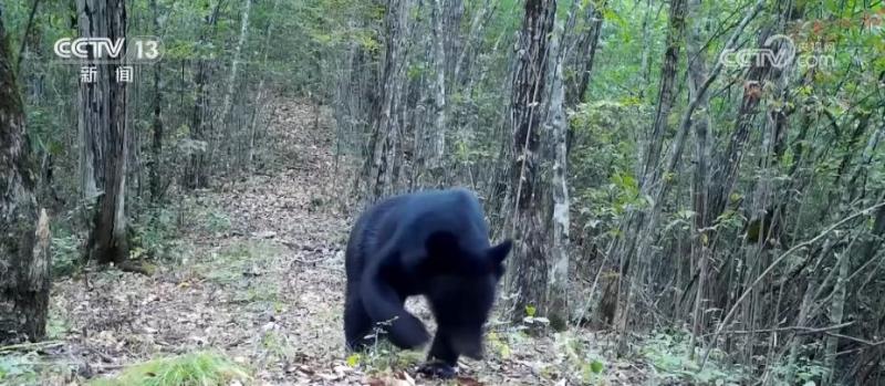 Natural harmony! The number of black bears is gradually increasing, and everyone is sharing the protection of green mountains and rivers