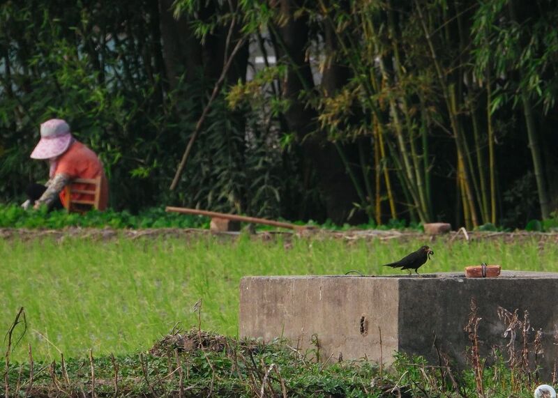 How many types of birds can be seen in an ordinary village? 84 species... a father son rural bird watching story, Shanghai Sparrow | Wuzhai Village | Village