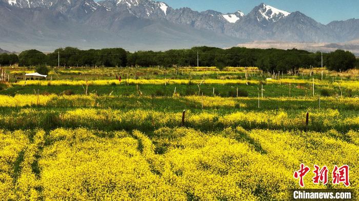 新疆托克逊县千亩油菜花盛开天山|蓝天|油菜花