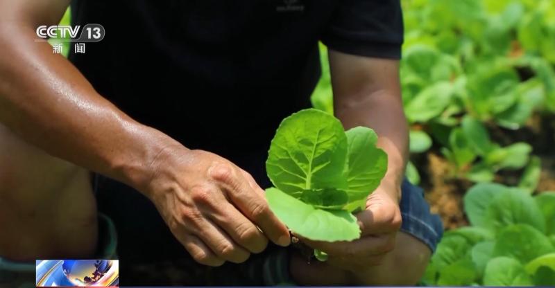 The vegetable basket is stable! More than 100 million acres of vegetables in the field nationwide. Weather | High temperature | Vegetable basket