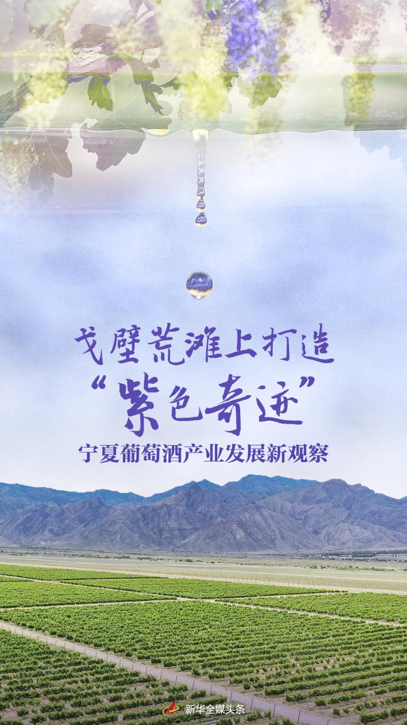 Creating a "Purple Miracle" on the Gobi Desert - A New Observation on the Development of Ningxia Wine Industry Grapes | Ningxia