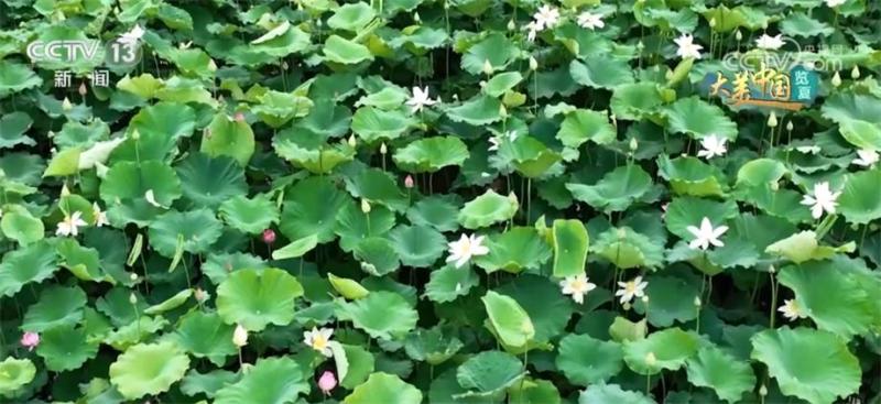 100000 acres of lotus flowers are blooming one after another, attracting visitors to the beautiful economy. The scenery continues to heat up, and the lotus seed economy
