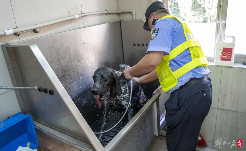 一不小心成了网红,轨道警犬“虎头”带着健硕胸肌“入职”胸肌