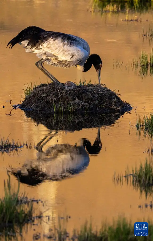 神奇动物在西藏｜黑颈鹤即将迎来新一代沼泽地|孵蛋|黑颈鹤