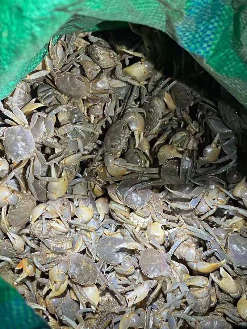 How to Protect Green Waters and Green Mountains in Shanghai, the First National Ecological Day, where a gang illegally caught 70000 kilograms of octopus and was sentenced to public welfare | Ecological Environment | Ecological Day