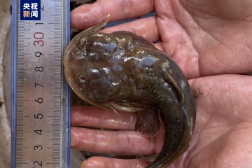 Disappearing for over 40 years, reappearing in Qinghai to recreate the endangered and rare fish basin on the Qinghai Tibet Plateau | Fish | Qinghai Tibet Plateau