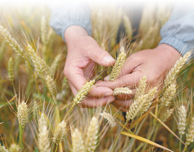 A great article on developing characteristic agriculture in saline alkali land (Beautiful China, Focus on saline alkali land management ⑤) Crops | China | Saline alkali land