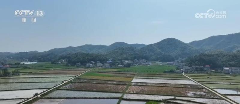 The "double competition" for rice in Hunan has basically ended, and 19.07 million mu of late rice planting has been completed throughout the province | Hunan Province | Rice