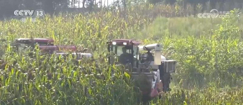 Mature mechanized harvesting of sorghum in Southwest China, cost saving and efficiency enhancing planting | Sorghum | Southwest China