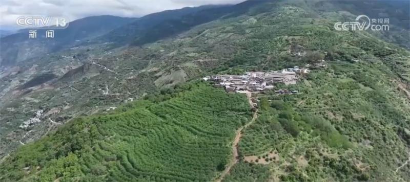 More than 400000 acres of green Sichuan pepper are entering a harvest period, and pepper farmers are earning more income. In Yunnan | Green Sichuan Pepper | Income