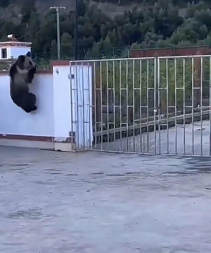 Don't dare to move, turn over the wall, dismantle the iron gate... bear haunts the center of a county town in Xizang frequently? Local response: National second level protected animal personnel | Video | National
