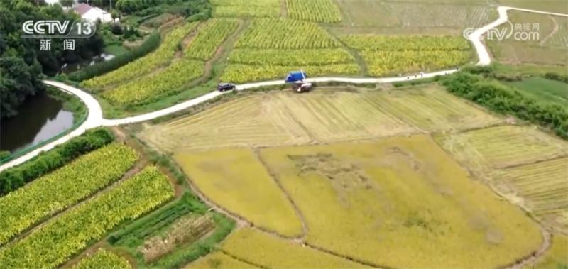 Technology research and development, combined with mechanized early rice sickle opening and harvesting, to welcome a bumper harvest implementation | Early rice | Technology