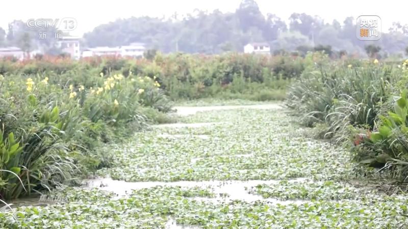 焦点访谈丨“养”出来的好水小微湿地也有大能量湿地|生态|能量