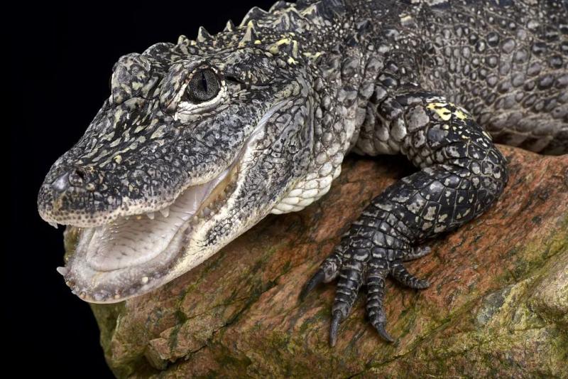 Do you want to run when you encounter them in the wild?, Anhui has once again released the Yangtze alligator for protection | Activity | Yangtze alligator