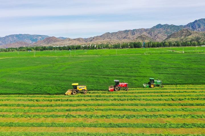 Hohhot: High quality forage yields a bountiful harvest of alfalfa | Planting | Hohhot