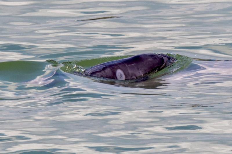 The finless porpoise molts its skin! A rare scene in the middle of the river, first captured in white | speckled | Jiangzhong