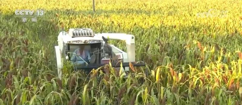 Mature mechanized harvesting of sorghum in Southwest China, cost saving and efficiency enhancing planting | Sorghum | Southwest China