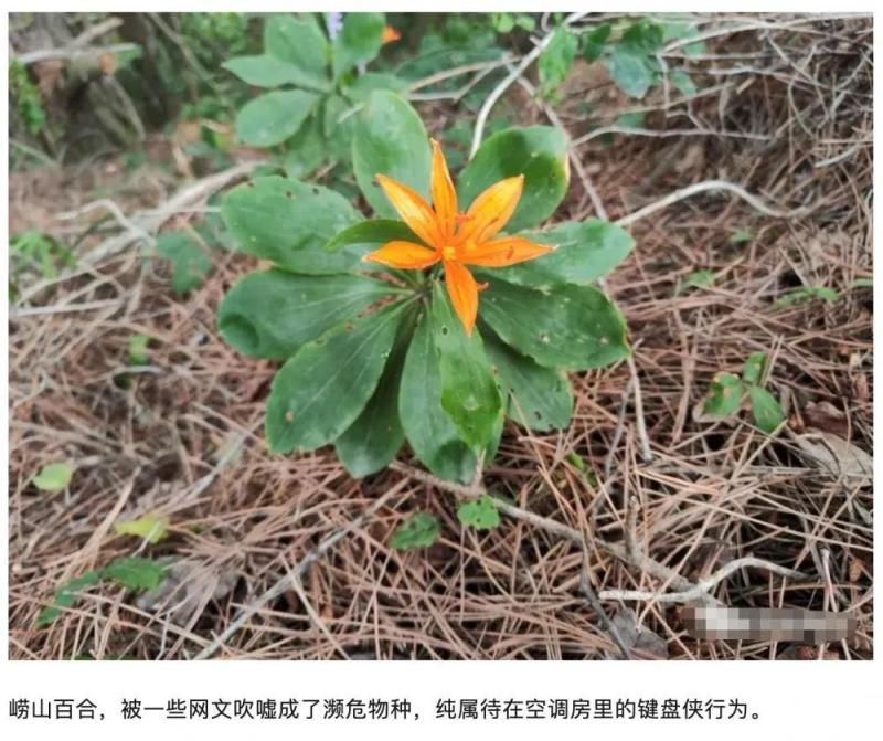 Local response: Tourism bloggers hold photos of endangered plants in Mount Laoshan and mock experts for stealing | Qingdao | plants