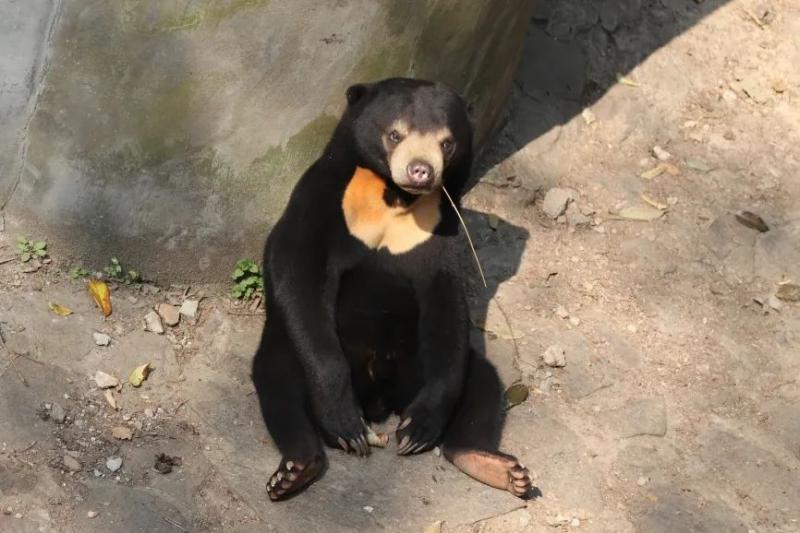 Malay bear!, Is the standing and waving "black bear" disguised as a human? Hangzhou Zoo response: This is a "popular" real bear tourist | black bear | Malay bear