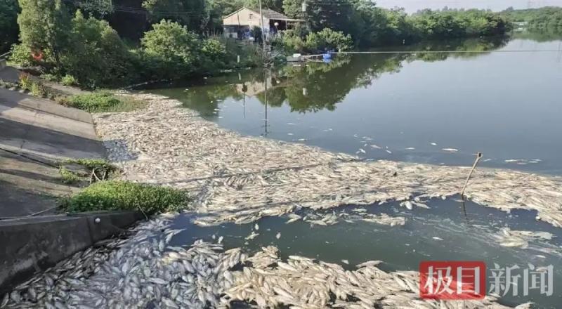 Police intervene in investigation, 70000 pounds of fish suddenly die in a fish pond | fish pond | police