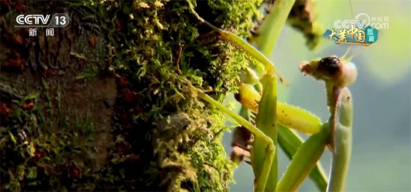 Look! This "window of the world's biology" is dancing with vibrant vitality. Birds | countries | biology