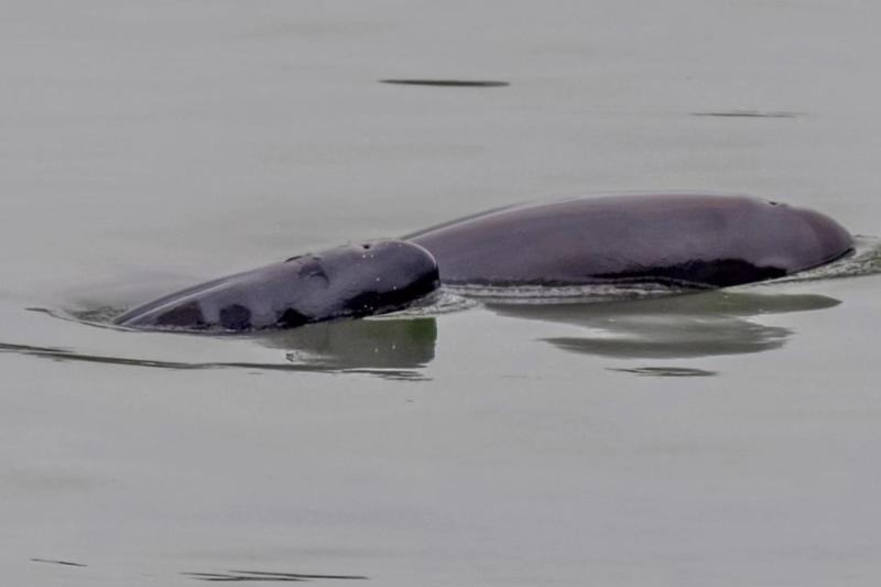 The finless porpoise molts its skin! A rare scene in the middle of the river, first captured in white | speckled | Jiangzhong