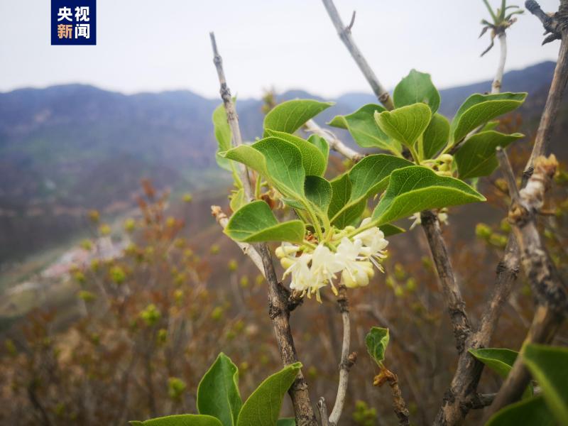 More than a hundred plants in scale! Discovery of the largest actual community of Lonicera japonica in Beijing | City | Lilac