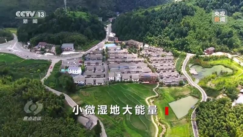 焦点访谈丨“养”出来的好水小微湿地也有大能量湿地|生态|能量