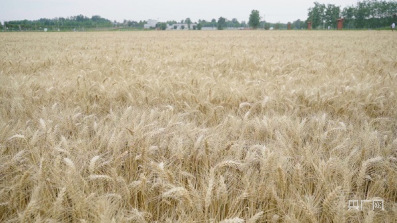 【 Summer Harvest Site 】 Knowledge Leads to the "Land" to Help Harvest Farmland Quality Improvement Demonstration Fields Increase Wheat Yield by 53.6% Quality | Farmland | Assisting Harvest Farmland