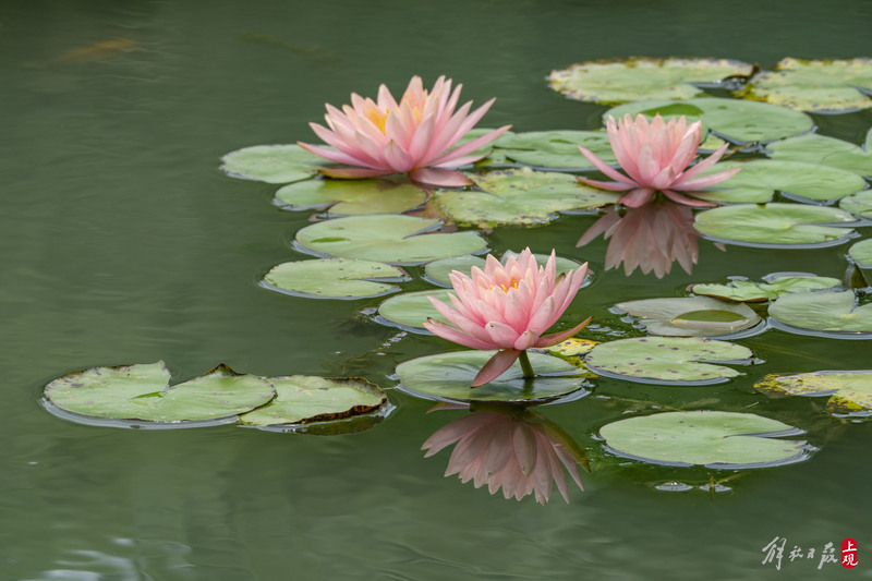 The refreshing fragrance fills the heart and soul, and the "water beauty" in Daning Park blooms with water lilies