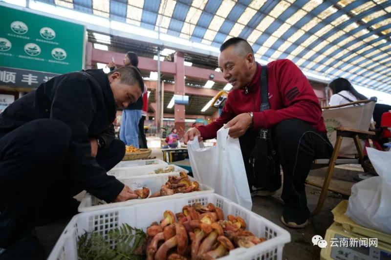 中毒预警！“野生菌魔幻季”又来了网友|人民群众|预警