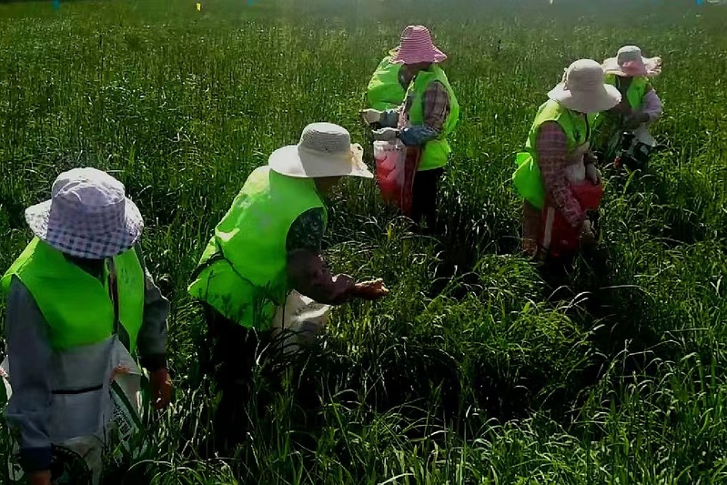 "China's Yellow Flower City" has entered the picking season, with yellow flower production accounting for 1/4 of the country's total. The places inspected by General Secretary Xi have had a bumper harvest | yellow flower | production