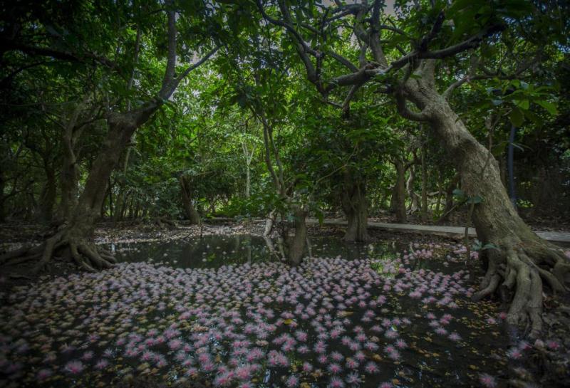 一朵花里的乡村振兴密码景象。“老辈|玉蕊|密码