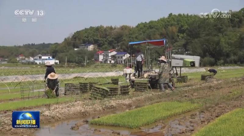 全国早稻收获过八成农村部|作业|早稻