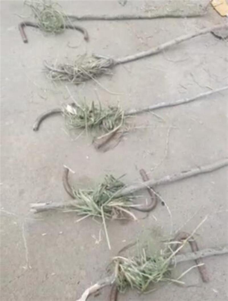 Is someone in Suzhou, Anhui Province causing damage to the harvester by inserting steel bars into the wheat field? The police have intervened to investigate the news reporter | harvester | police