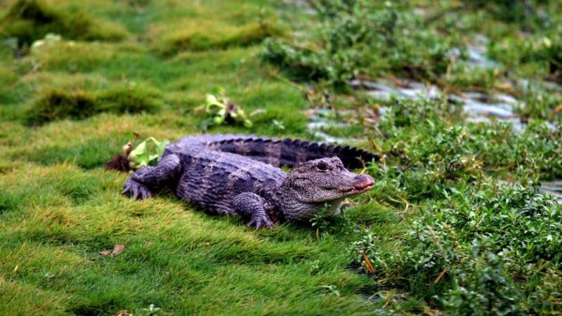 Do you want to run when you encounter them in the wild?, Anhui has once again released the Yangtze alligator for protection | Activity | Yangtze alligator