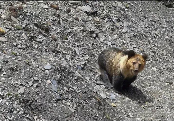 Don't dare to move, turn over the wall, dismantle the iron gate... bear haunts the center of a county town in Xizang frequently? Local response: National second level protected animal personnel | Video | National