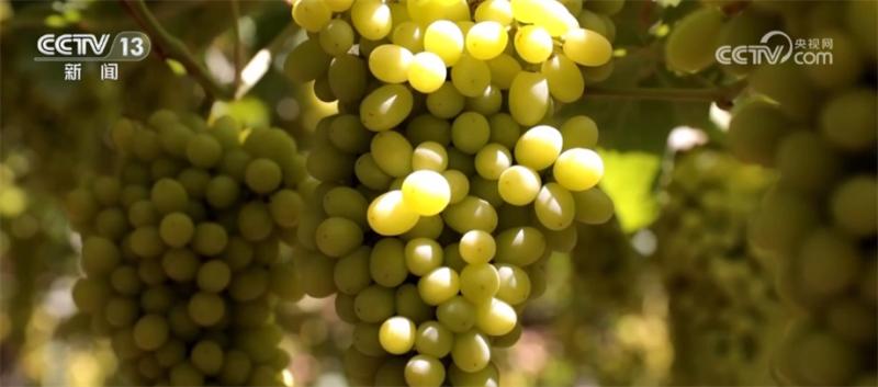 Multiple measures are taken to ensure the harvest of over 540000 acres of fresh grapes from Turpan, and they are gradually being launched in high temperatures | grapes | fresh food