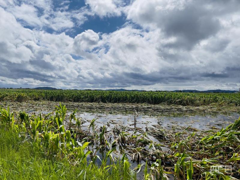 Large areas of farmland are abandoned, and some high-quality black soil in Tieling, Liaoning has been reclaimed due to coal mining subsidence | waterlogging | farmland