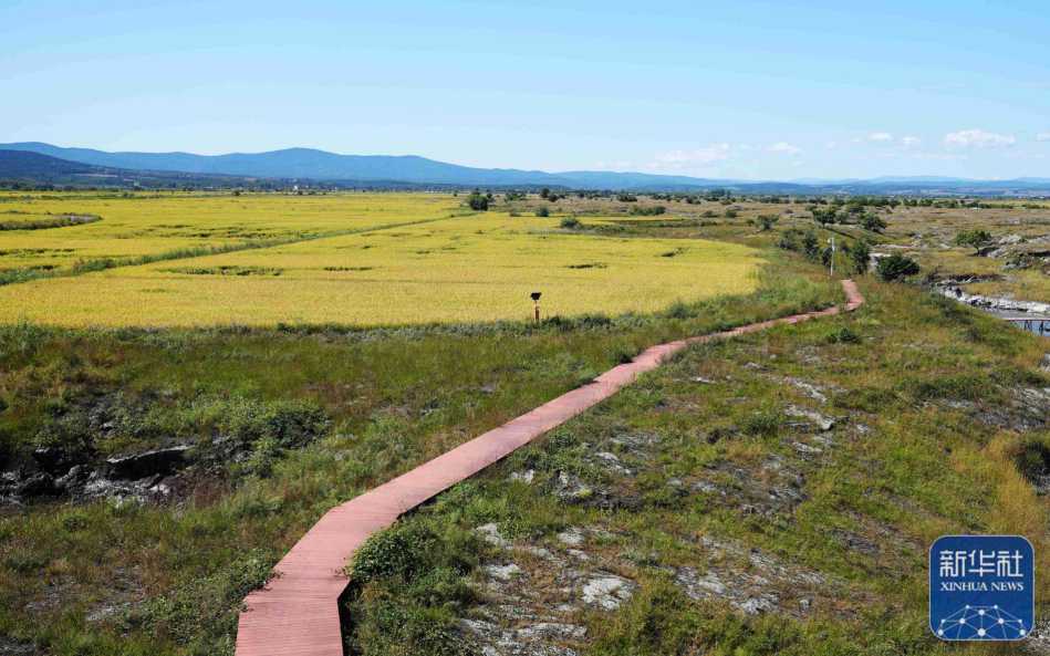 Ning'an, Heilongjiang: A bountiful harvest in the golden rice fields is in sight