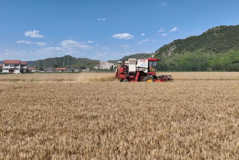 Cultivating "Invisible Grain Fields" - Looking at the Path of "Whole Chain Grain Saving and Loss Reduction" from the Main Summer Grain Production Areas in Shandong | Wheat | Chain