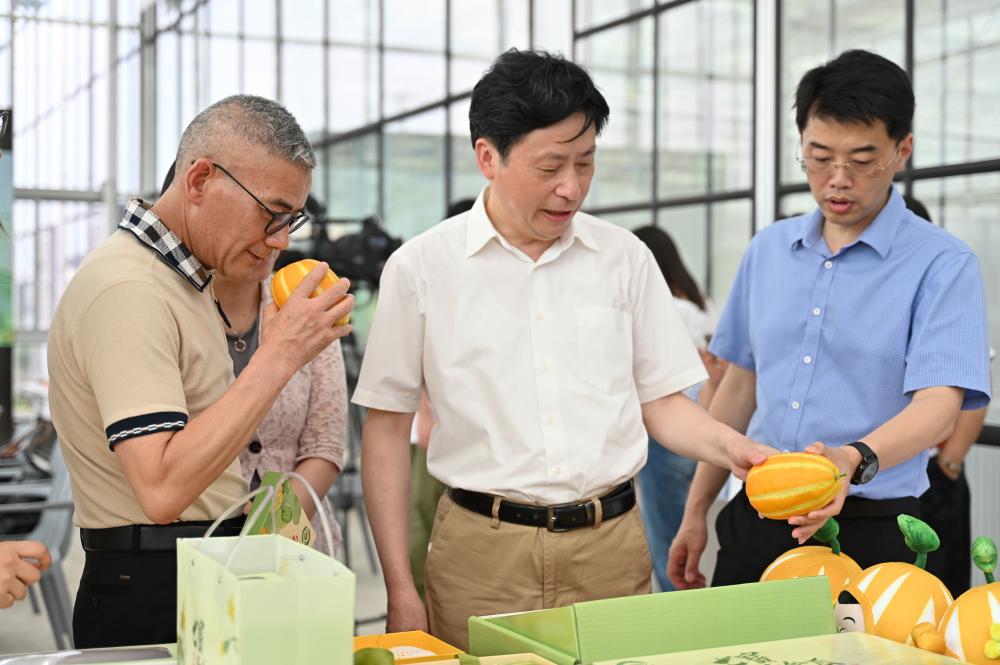 The seven treasures of golden melons that have been "rescued" have been harvested and put on the market... Where are the "four famous melons in Shanghai" from the past now? Recent Gold | Seven Treasures