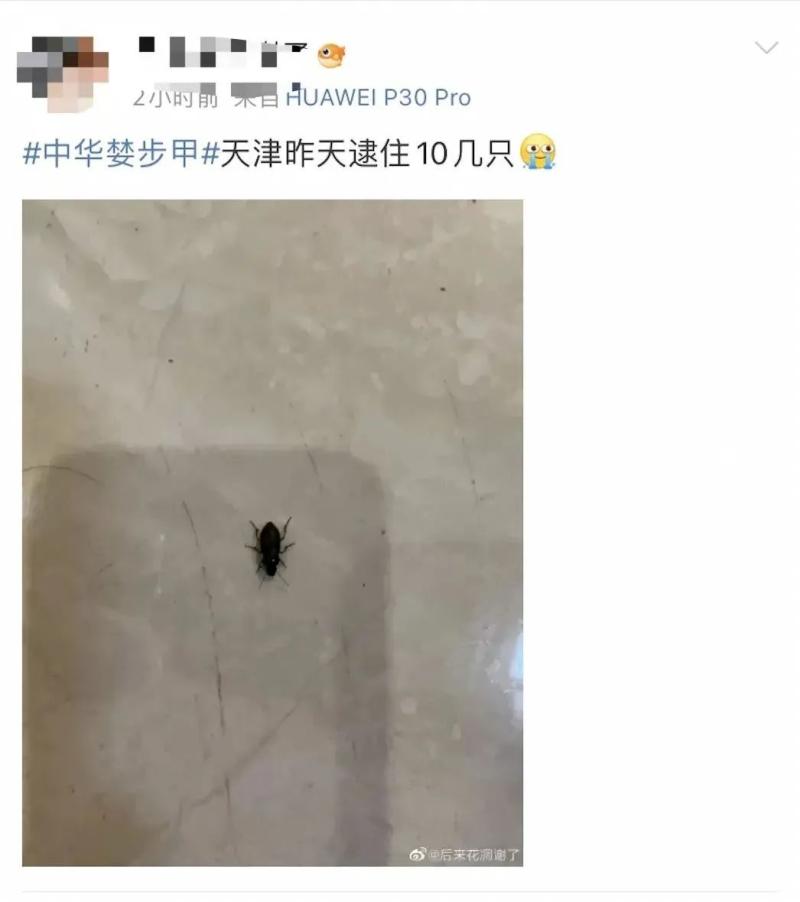Emerging every day, the entire living room is filled with it! Many households in Hangzhou suddenly appear: scared and confused in the Beijing Tianjin Hebei region | netizens | living room