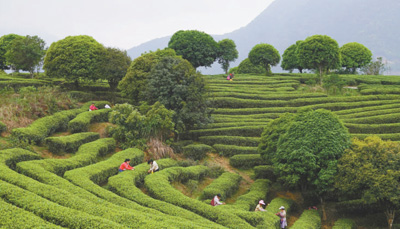 一片叶子带富一方百姓茶旅|科技|一方