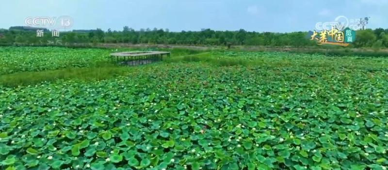 There are so many beautiful mountains and rivers to experience the charming charm of summer scenery in various places. Protection | Wetlands | Charm