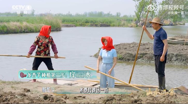 The Xinghua rural "Sheniu" aunt who teaches Gao Yuanyuan how to grow taro has become popular, and the golden sentence opens her mouth and comes to taro | Auntie | Sheniu