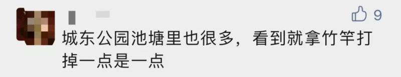 严重可致死！,杭州多地已出现！大批网友拍到它：寄生虫多达6000条粉色|村子|网友